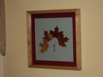 Sugar Maple Botanical Print | Botanical Prints