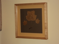 Image Tulip Tree Botanical Print